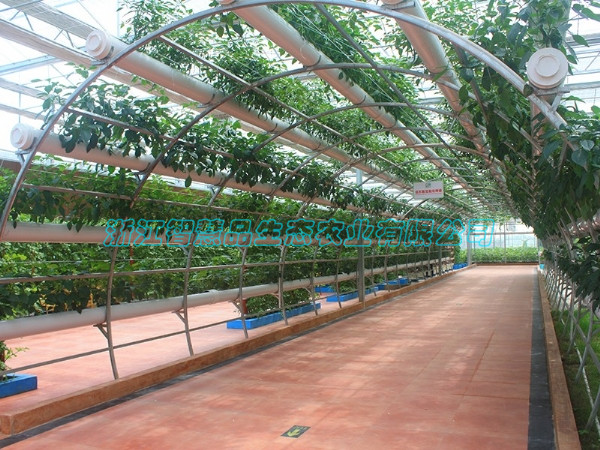 河北省邯郸市现代农业高科技博览园-弧形廊架栽培